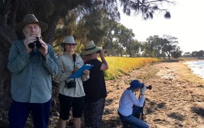 Shorebird 2020 Count Critical