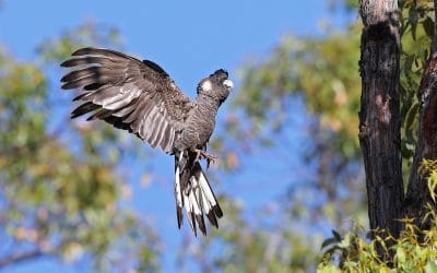 Free Black Cockatoo Walk & Talk