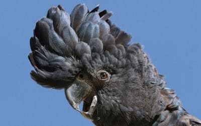 Free Black Cockatoo Workshop