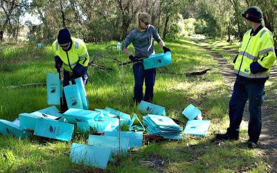 Green Army Help Thrombolites