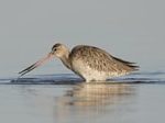 Shorebird2020 Workshop