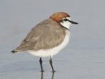 Shorebird2020 Count