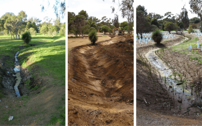 Alcoa Pinjarra Wetland Project