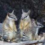 S.H.A.R.E. Out and About:  Numbats in the Neighbourhood