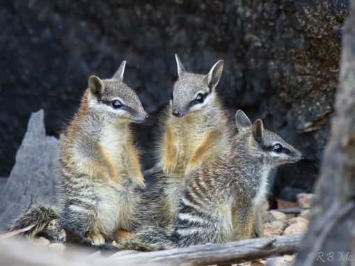 S.H.A.R.E. Out and About:  Numbats in the Neighbourhood