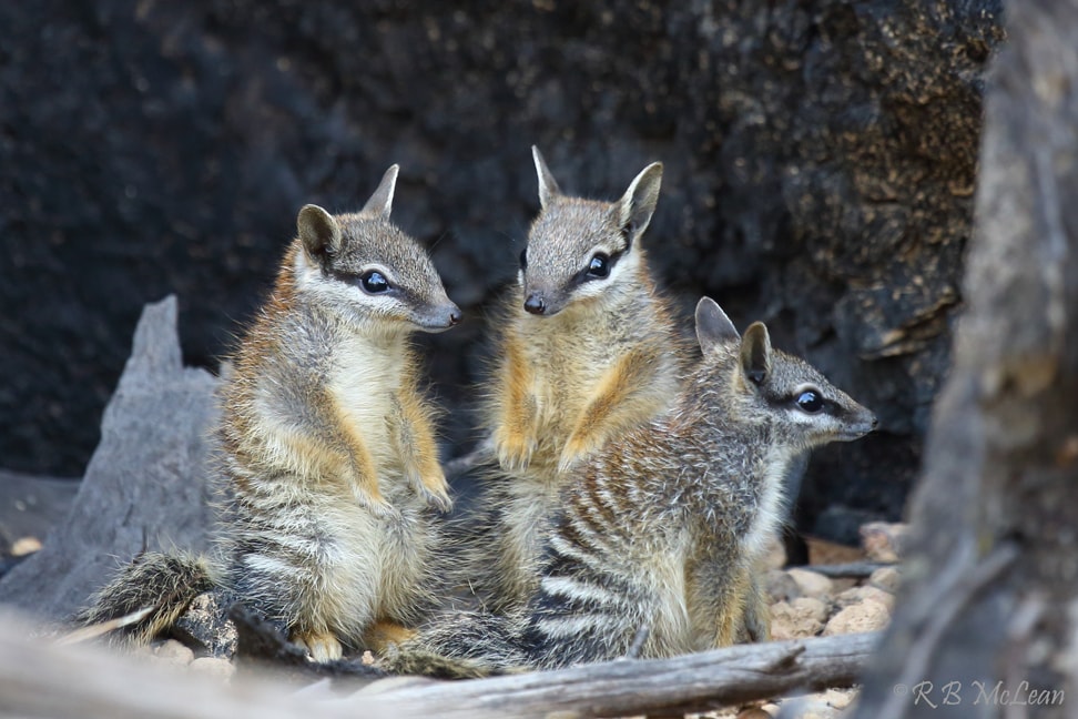 S.H.A.R.E. Out and About:  Numbats in the Neighbourhood