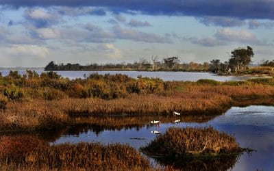 Wetlands and People