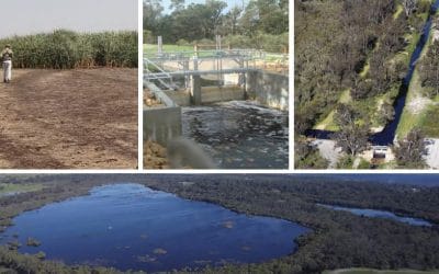 Lake Mealup Recovery Project