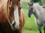 Equine Landcare Workshop: Property Planning and PIC Numbers