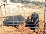 Trapping Pigs – How to use the Matlock Trap Workshop