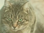 Feral Cat Symposium