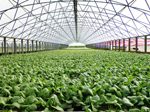Protected Cropping for Horticulture Forum