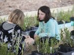 Lake Clifton Seedling Giveaway