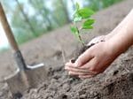 Wandering Lions Community Tree Planting