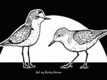 Shorebird2020 Celebration