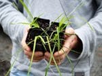 Wandering Lions Planting Day