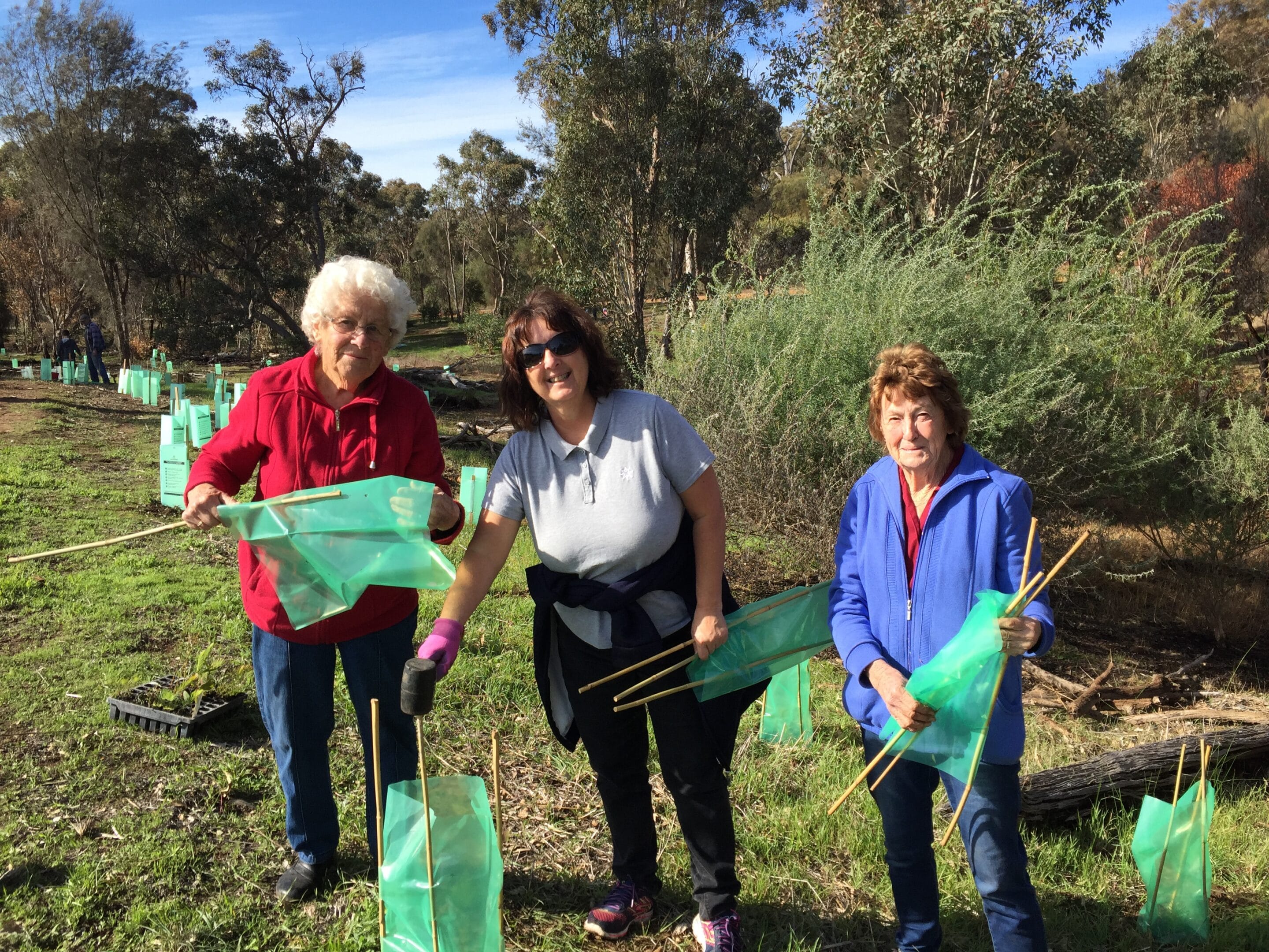 Tunbridge Gully Reed Planting Day