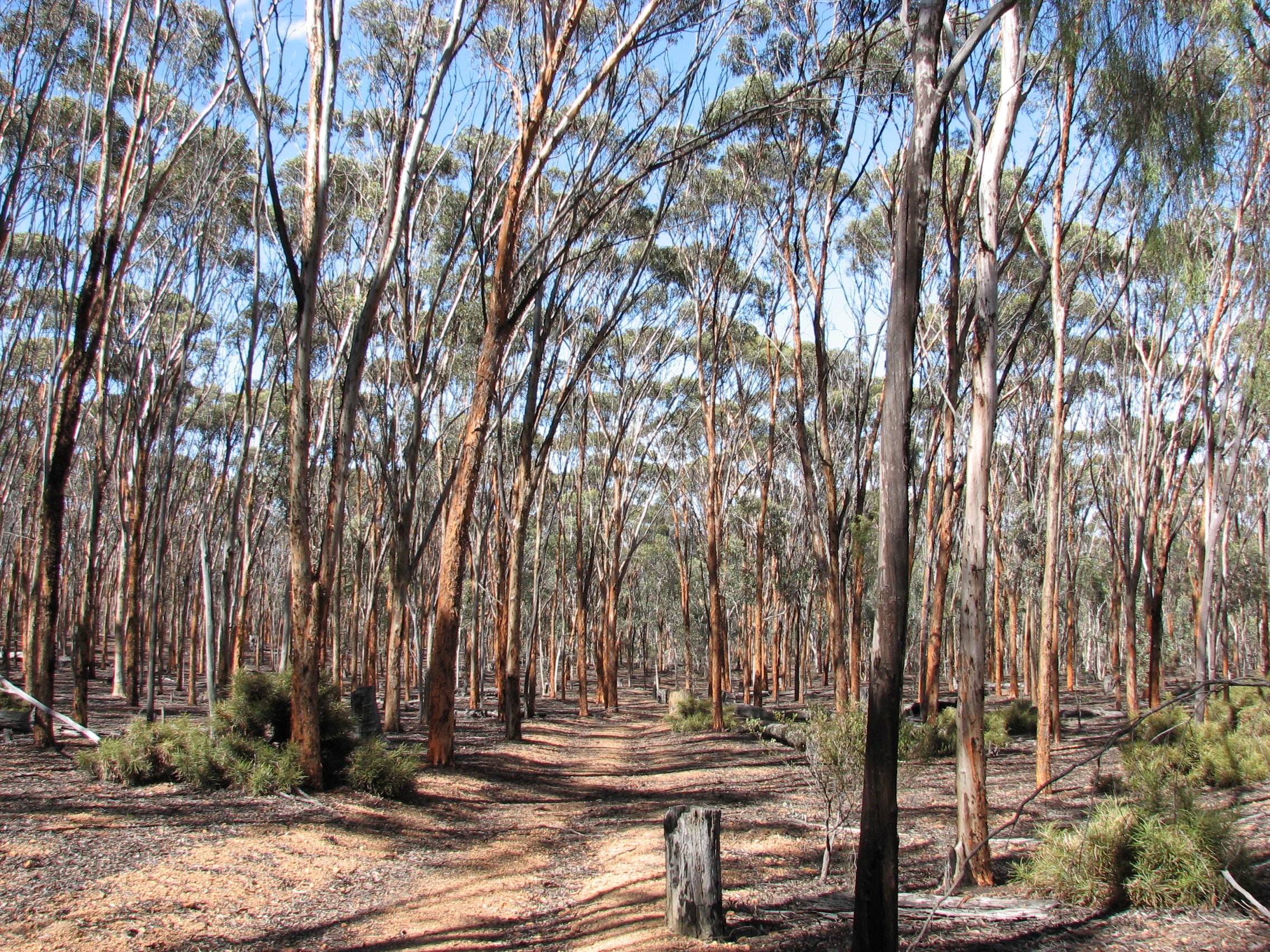 Phascogale Nest Box Installation Workshop