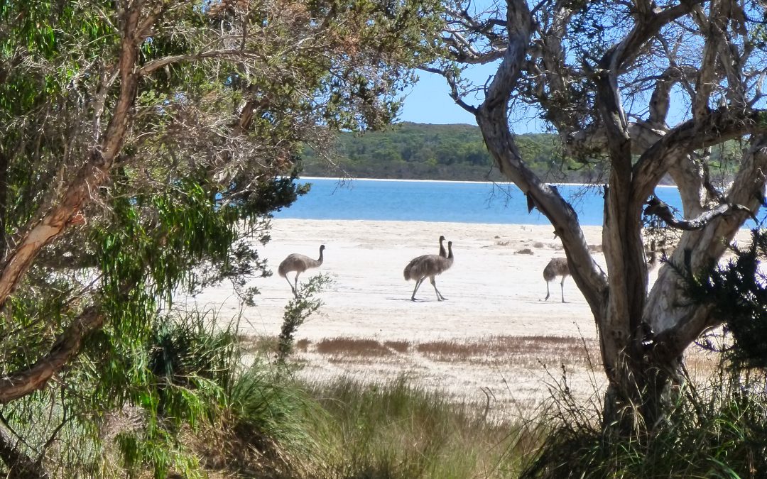 Yalgorup Bioblitz 2018