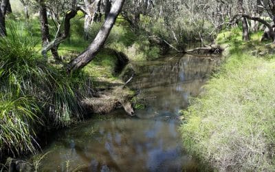 Connecting Corridors and Communities: Restoring the Serpentine River