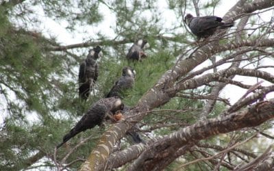 Connecting local communities with Cockatoos