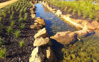 Parkfield Lake Nutrient Management Basin