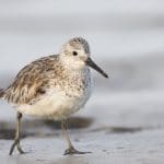 The National Shorebird Monitoring Program - Peel Count