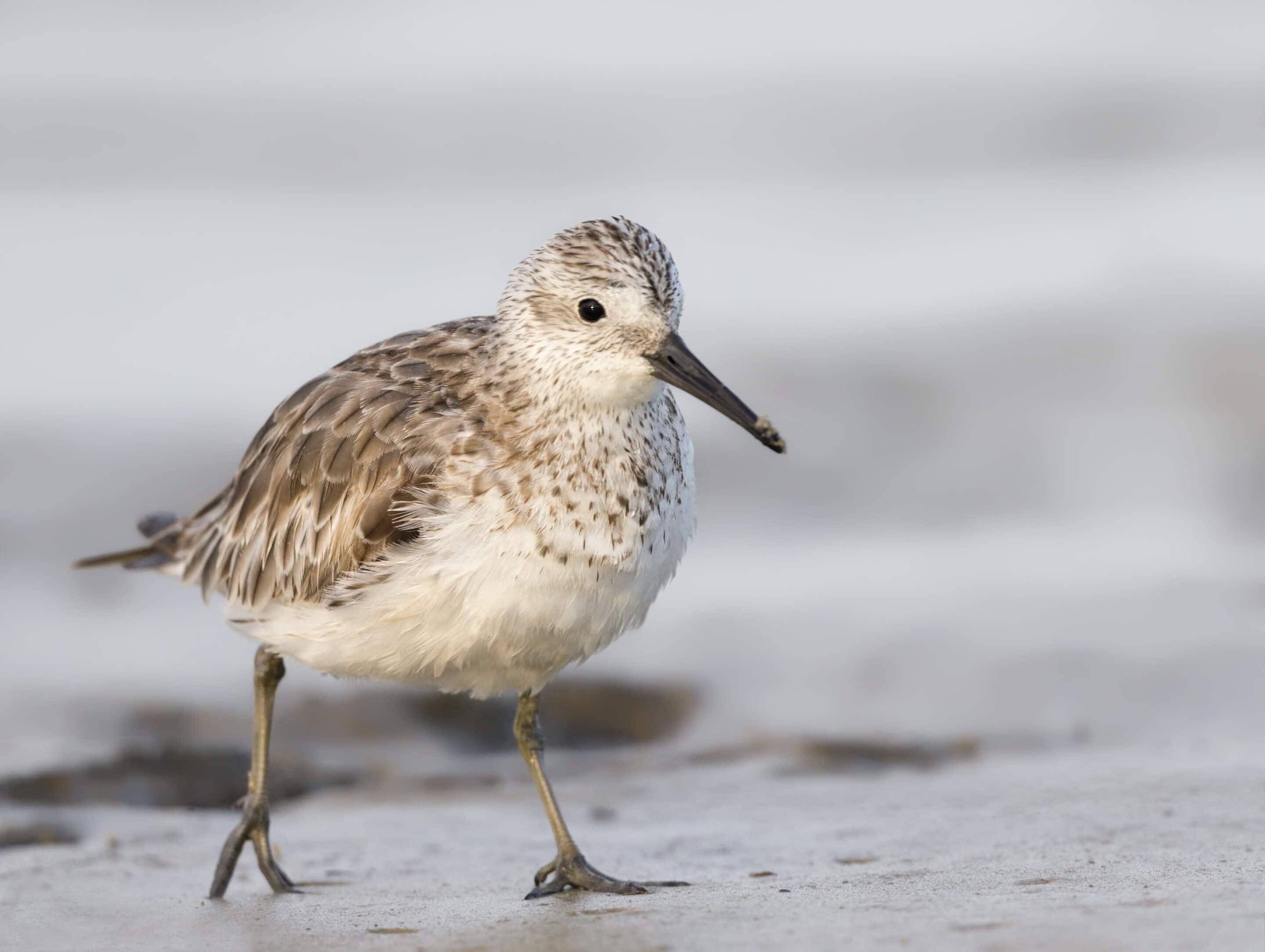The National Shorebird Monitoring Program - Peel Count