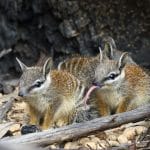 Williams Primary Numbat Incursion