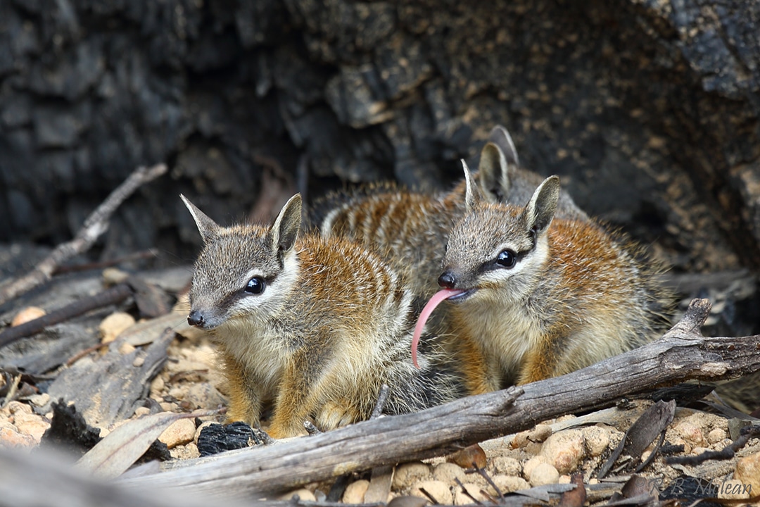 Williams Primary Numbat Incursion