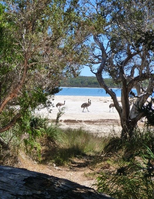 Lake Clifton Landcare Matters #4