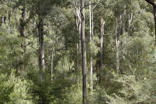 PHCC Submission:  Forest Management Plan Review