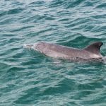 Mandurah Dolphin Forum