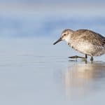 Free Shorebird Identification Workshop
