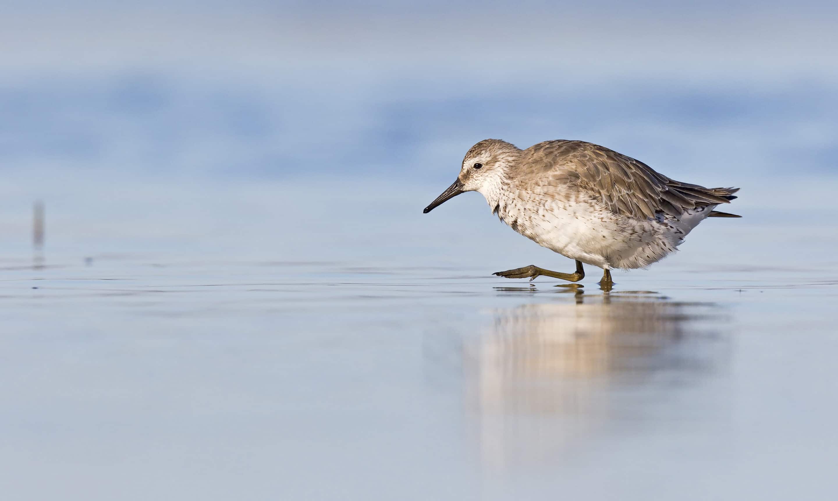 Free Shorebird Identification Workshop