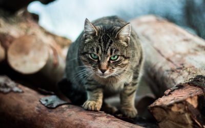 WA Feral Cat Symposium 2018