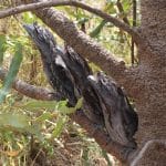 S.H.A.R.E. in the Shed - Banksia Woodlands