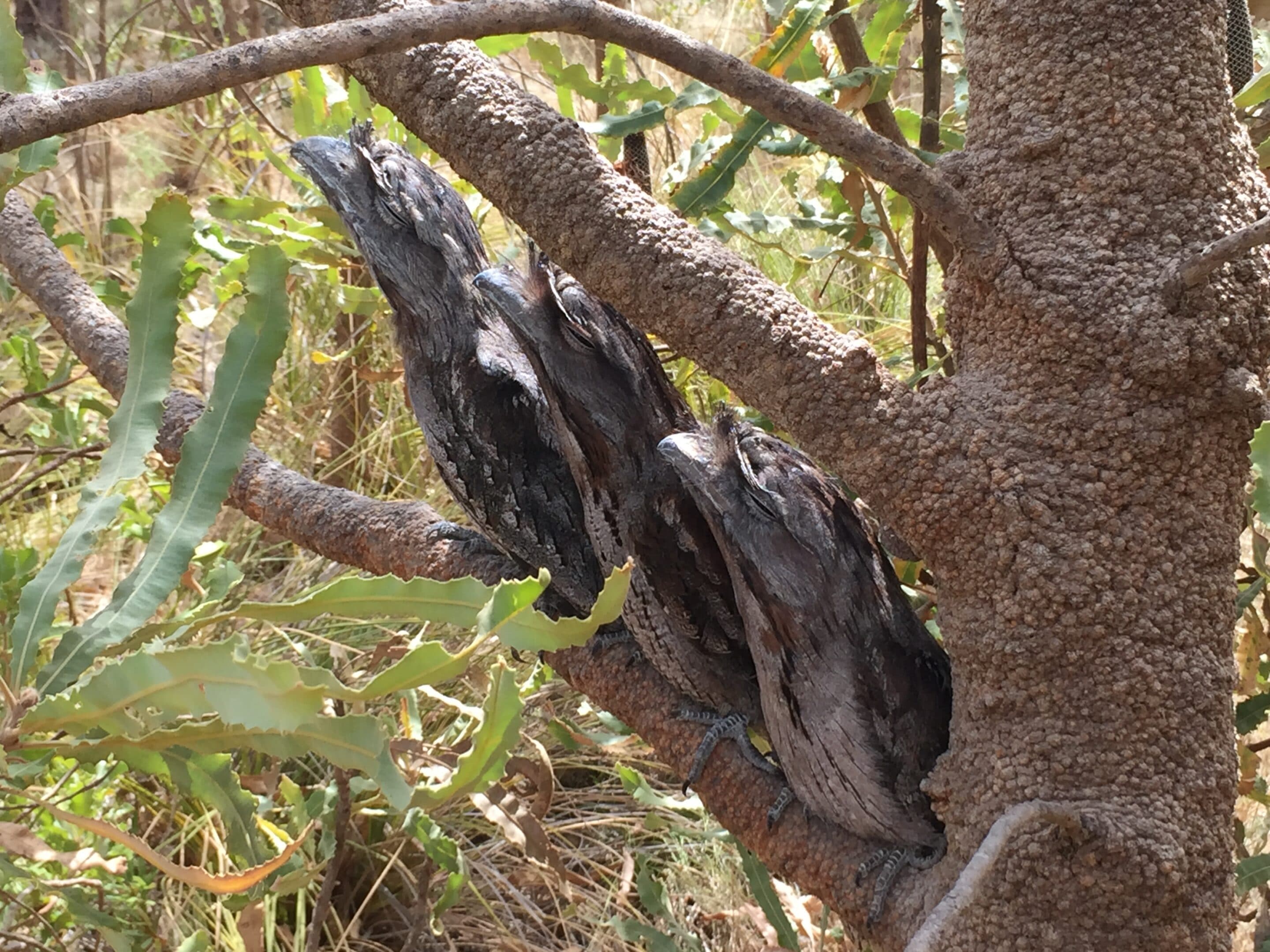 S.H.A.R.E. in the Shed - Banksia Woodlands