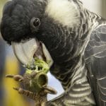 Black-Cockatoo workshop
