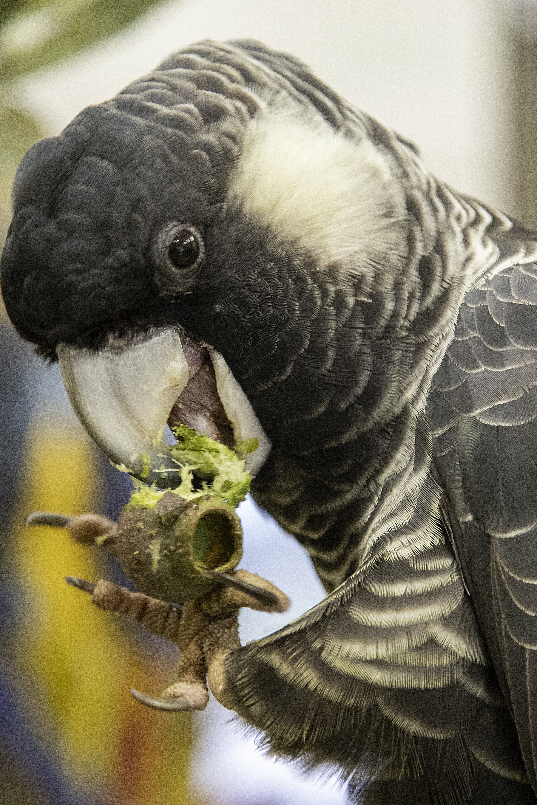 Black-Cockatoo workshop