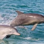 Dolphin Watch Training