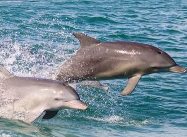 Dolphin Watch Training