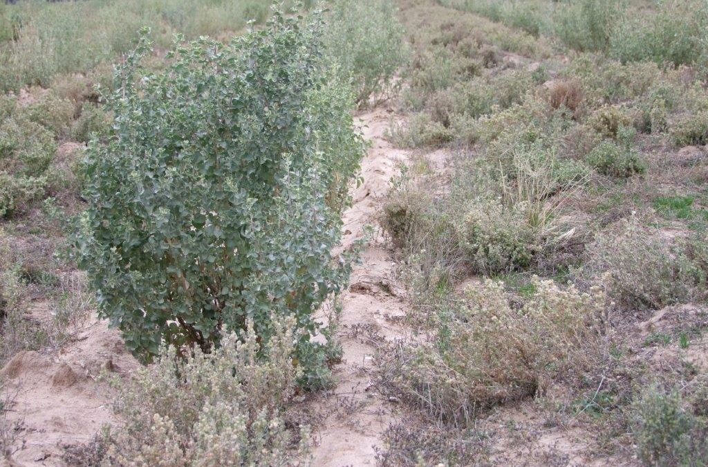 Saltbush Field Day
