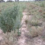 Saltbush Field Day