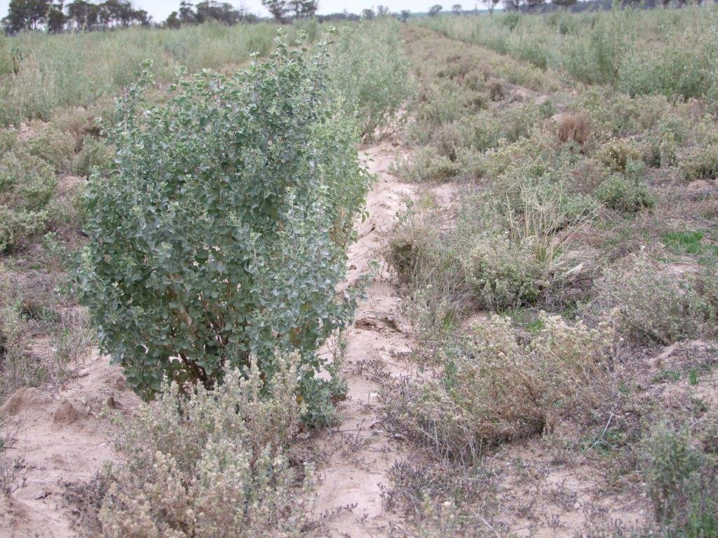 Saltbush Field Day