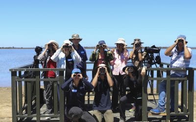 Shorebird ID