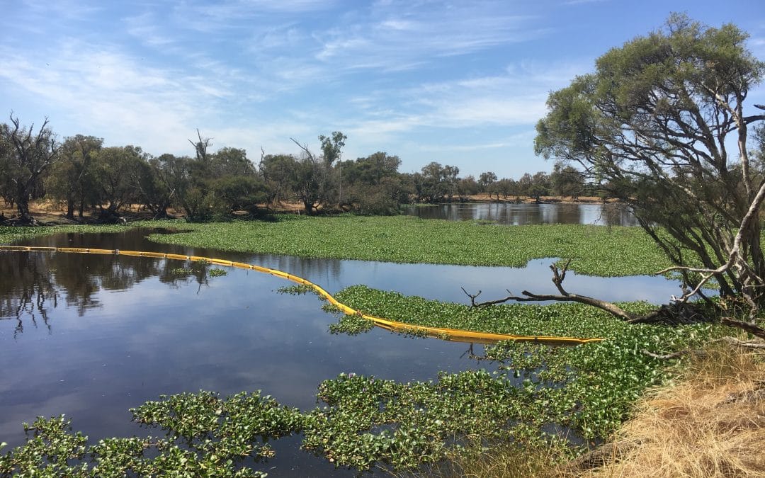 Water Hyacinth – Choking our Waterways