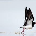 Shorebird 2020 Celebration - Invitation only