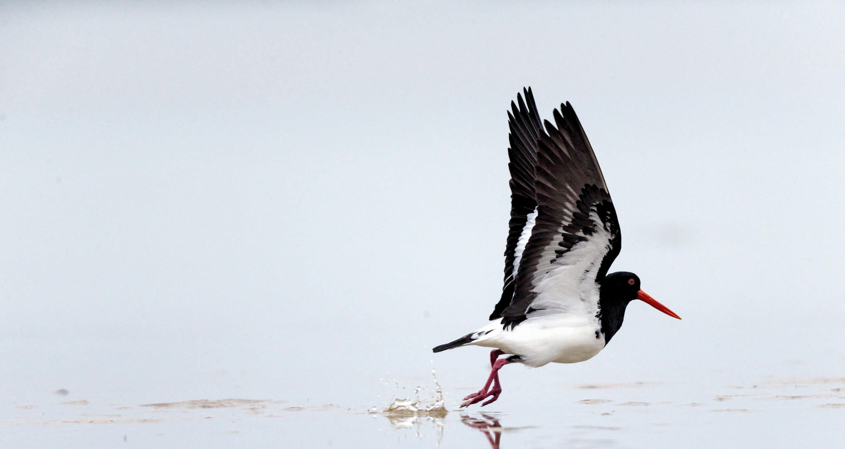Shorebird 2020 Celebration - Invitation only
