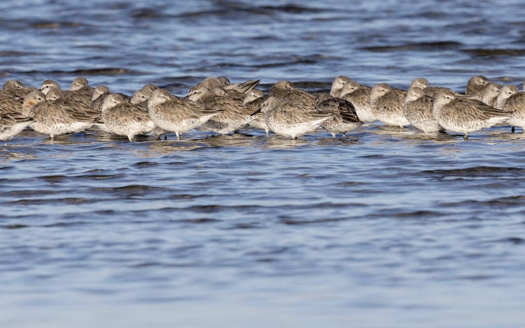 Say Goodbye to the Waders